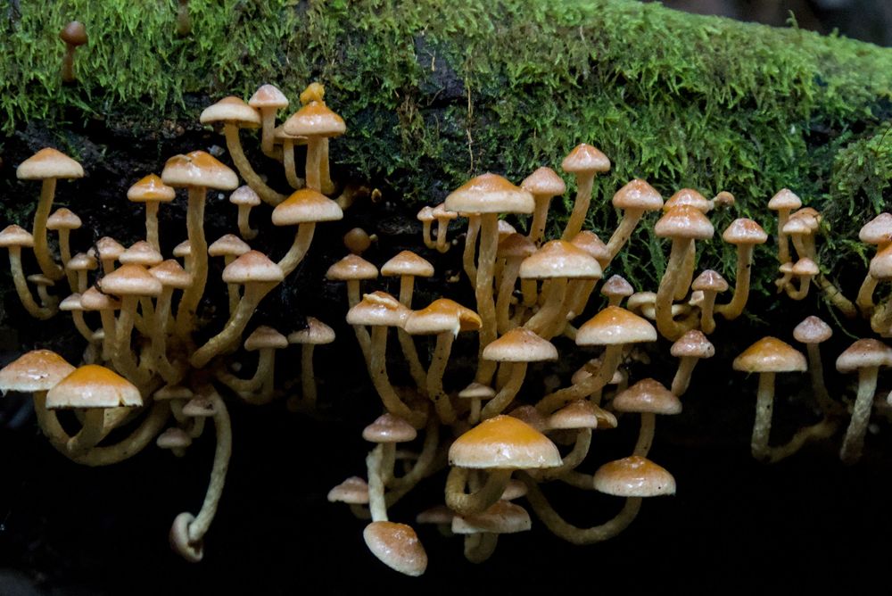 Cluster of small brown mushrooms growing on a mossy log in a forest environment.