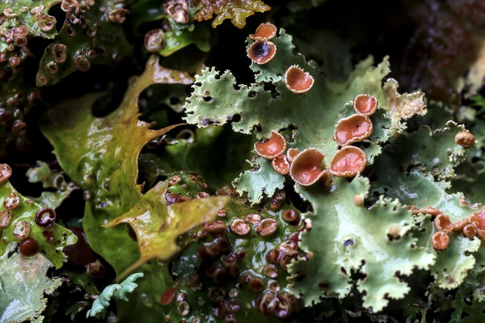 Close-up of green lichen with red apothecia fruiting bodies growing on a forest floor.
