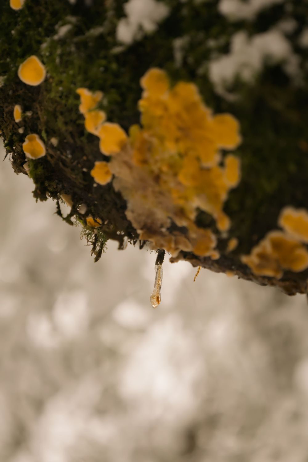 Yellow lichen and moss on a branch with a frozen water droplet hanging below.