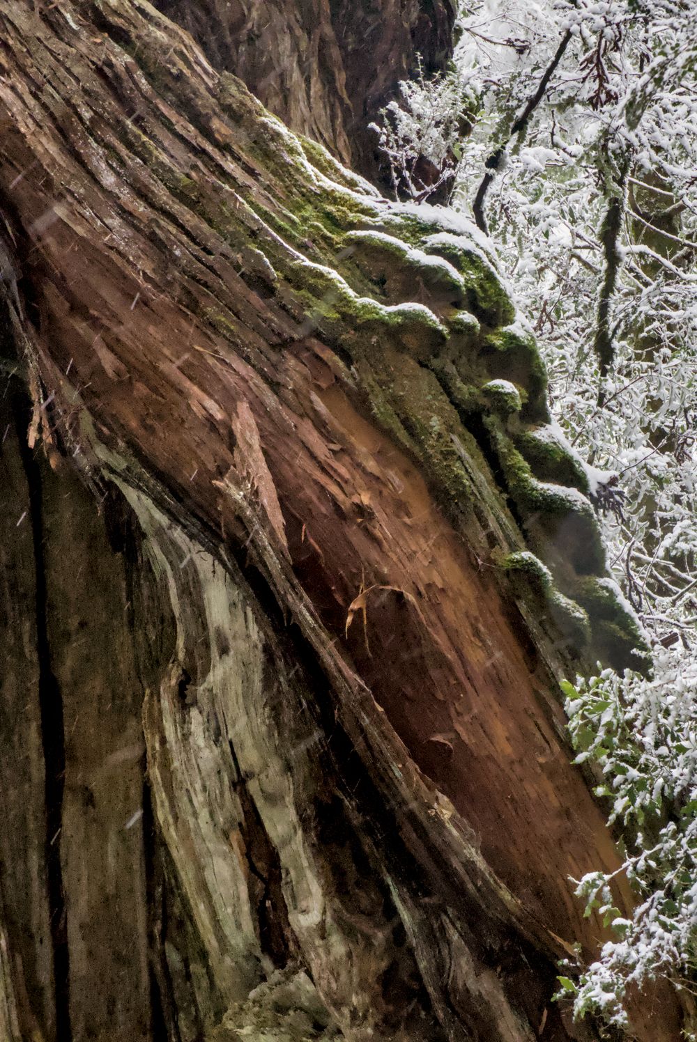 Close-up of a massive red cedar tree trunk covered with green moss in winter.