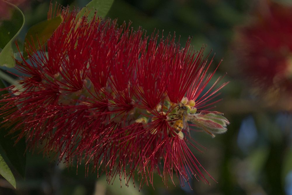 Vibrant red bottlebrush flower in full bloom with distinctive brush-like stamens.