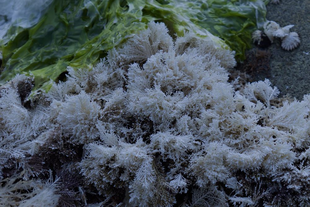 Close-up of delicate white coral-like lichen growing alongside green seaweed on rocks.