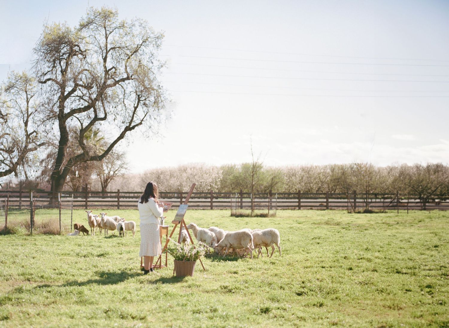 Woman in white dress feeding sheep on a sunny farm with a wooden fence and large tree in background.