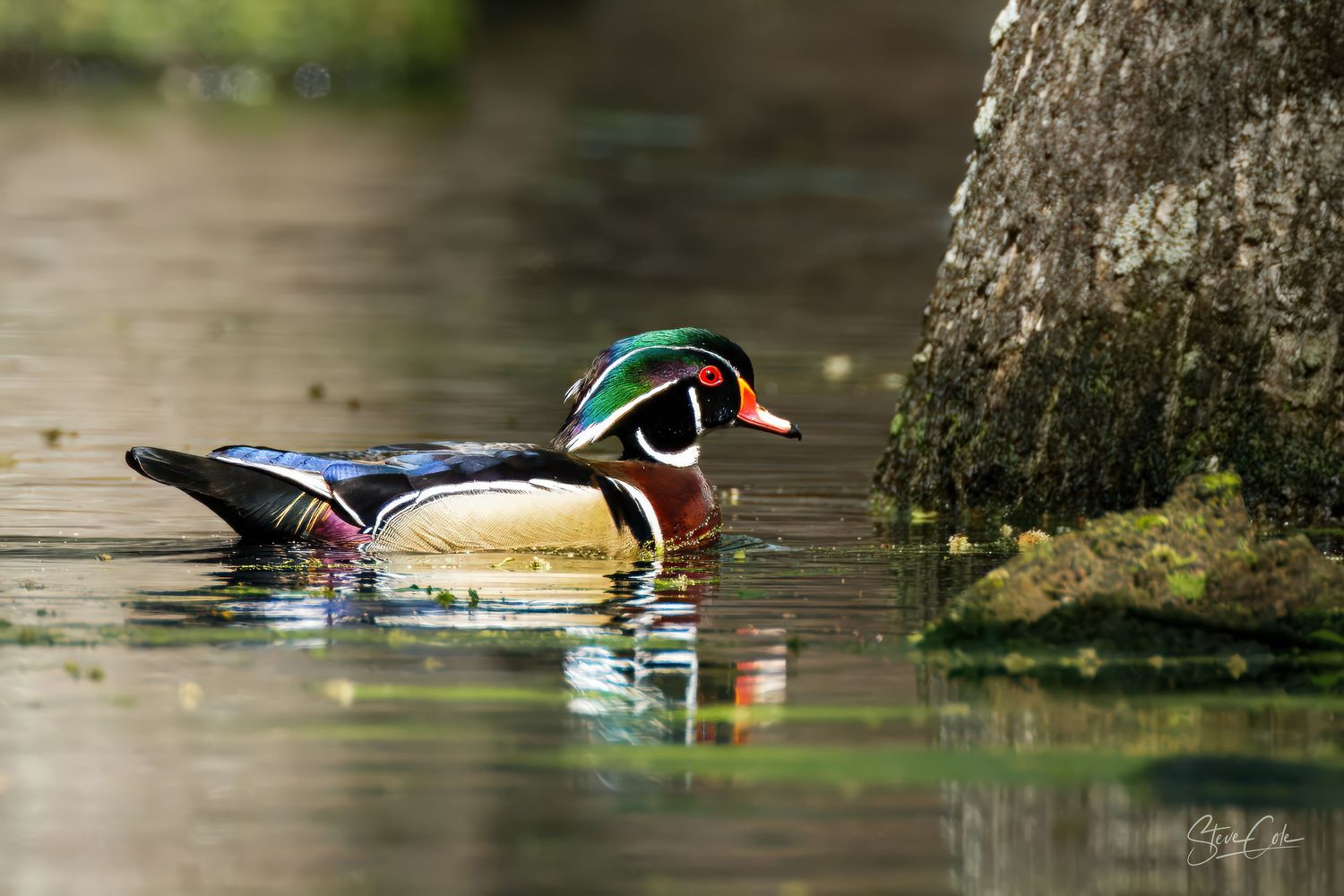Colorful male wood duck swimming in calm water near a mossy tree base, fine art photo by Steve Cole Photography.