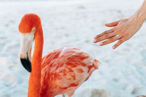 A flamingo on a white sandy beach as a hand with an engagement ring reaches toward it.