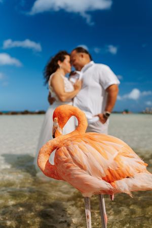Couple sharing a romantic kiss on a tropical beach in Aruba with a vibrant pink flamingo in the foreground.