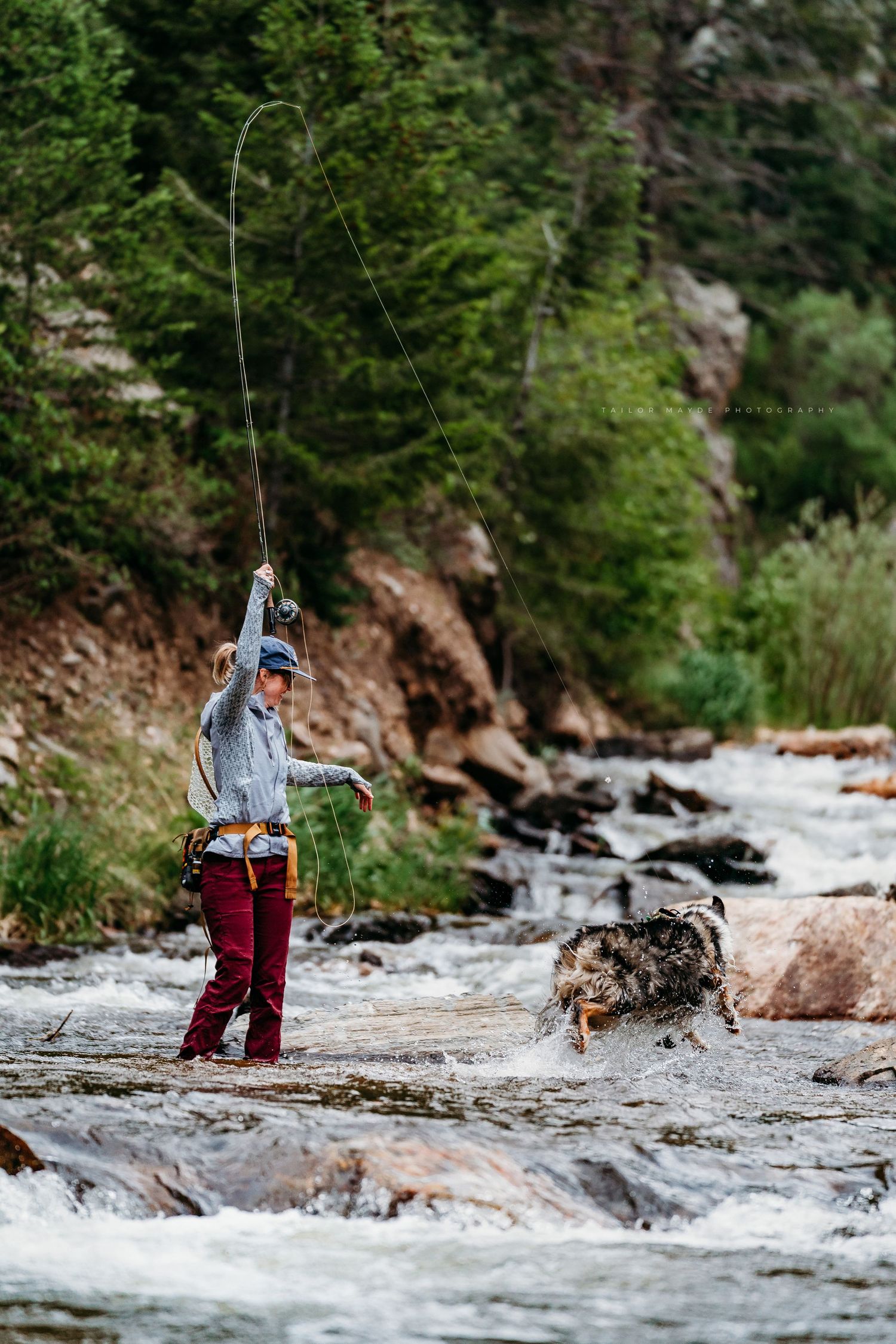 Fly fisherman casting line in rocky mountain stream with wet Australian Shepherd dog splashing nearby.