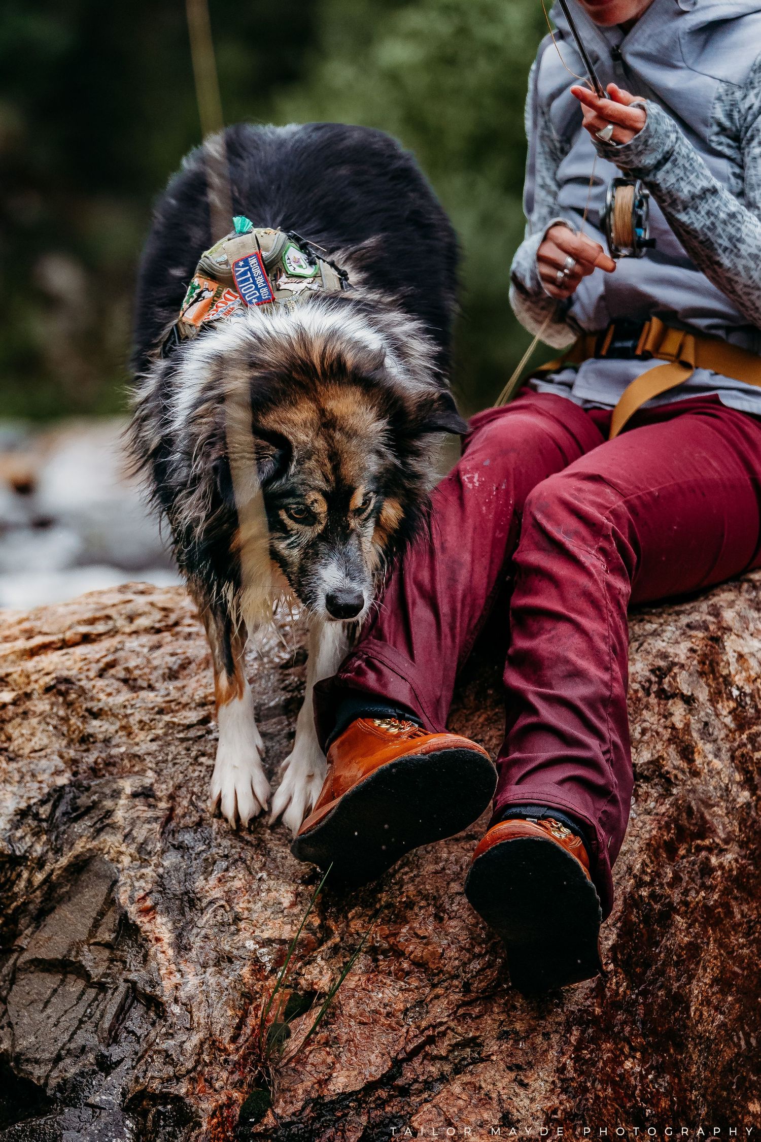 Australian Shepherd dog with bandana sits on a boulder beside a hiker in red pants near a forest stream.