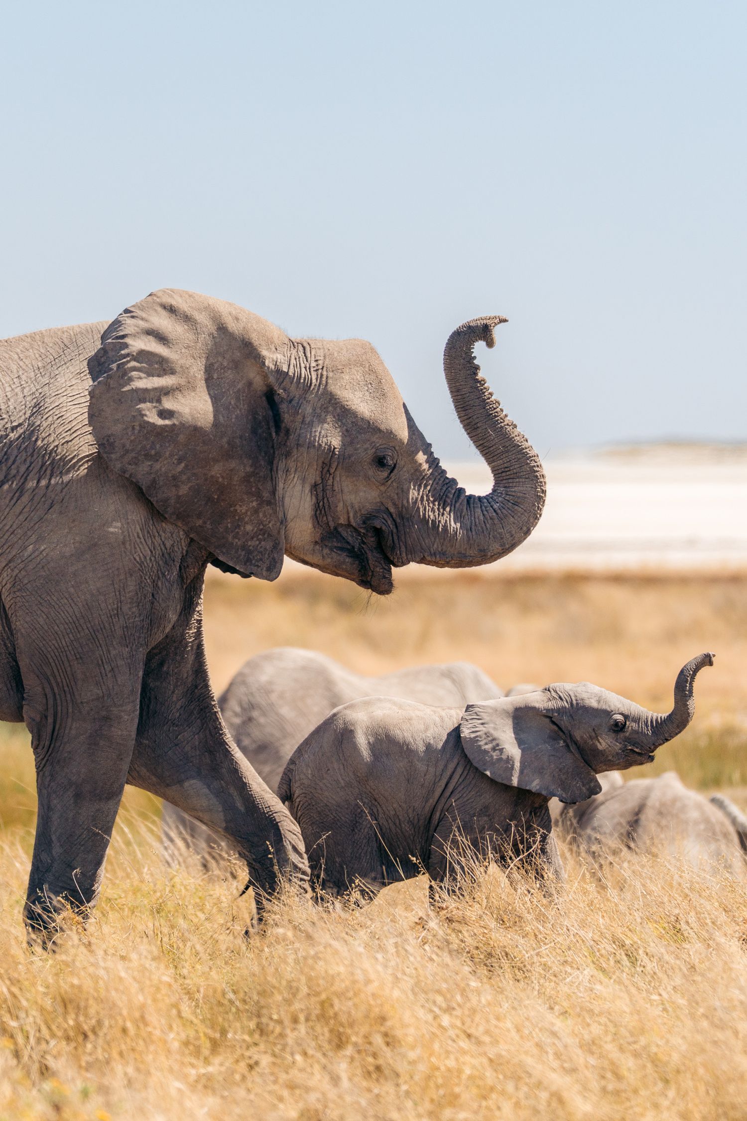 un éléphant et son éléphanteua qui lèvent leur trompe dans la savane à etosha