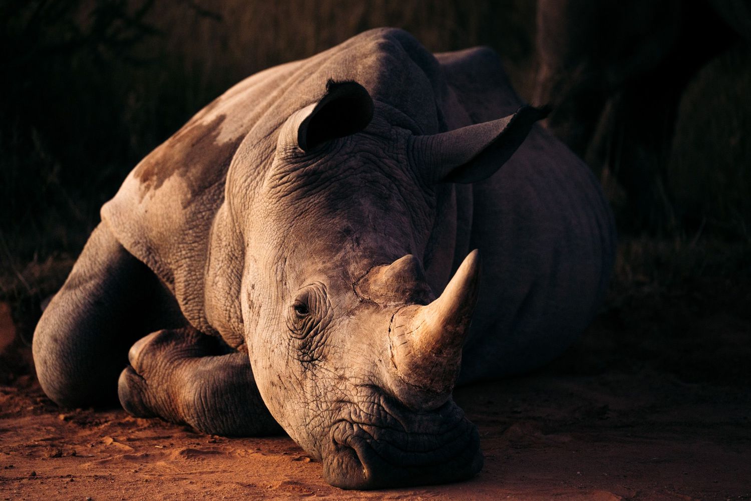 rhinocéros blanc de namibie coucher sur le sable au lever du soleil