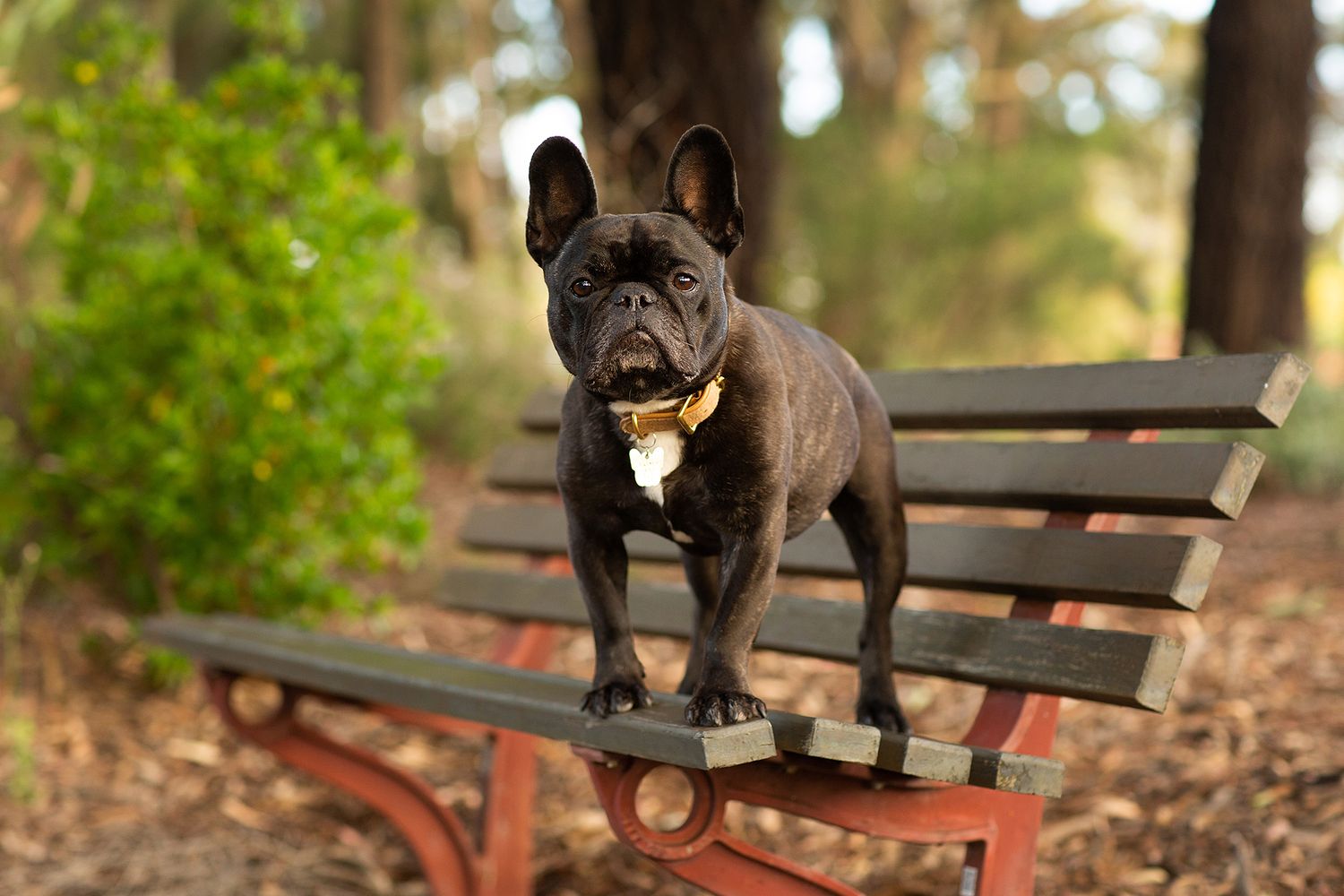French Bulldog posing on a bench in a Perth park