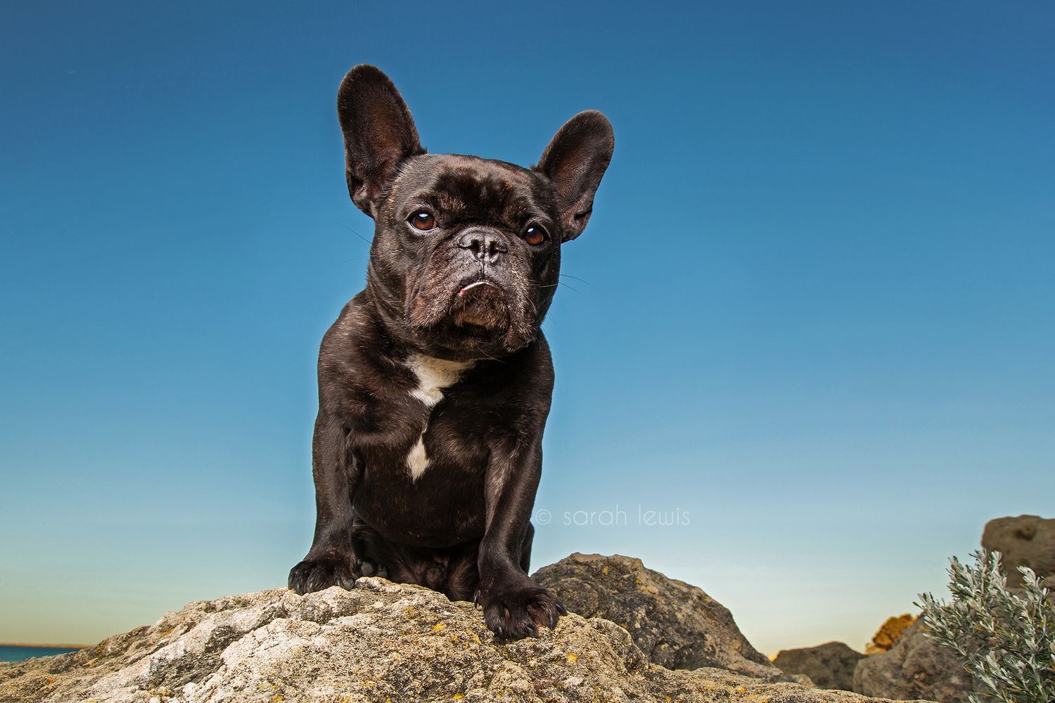 French Bulldog sitting on a rock on a Perth beach in Rockingham