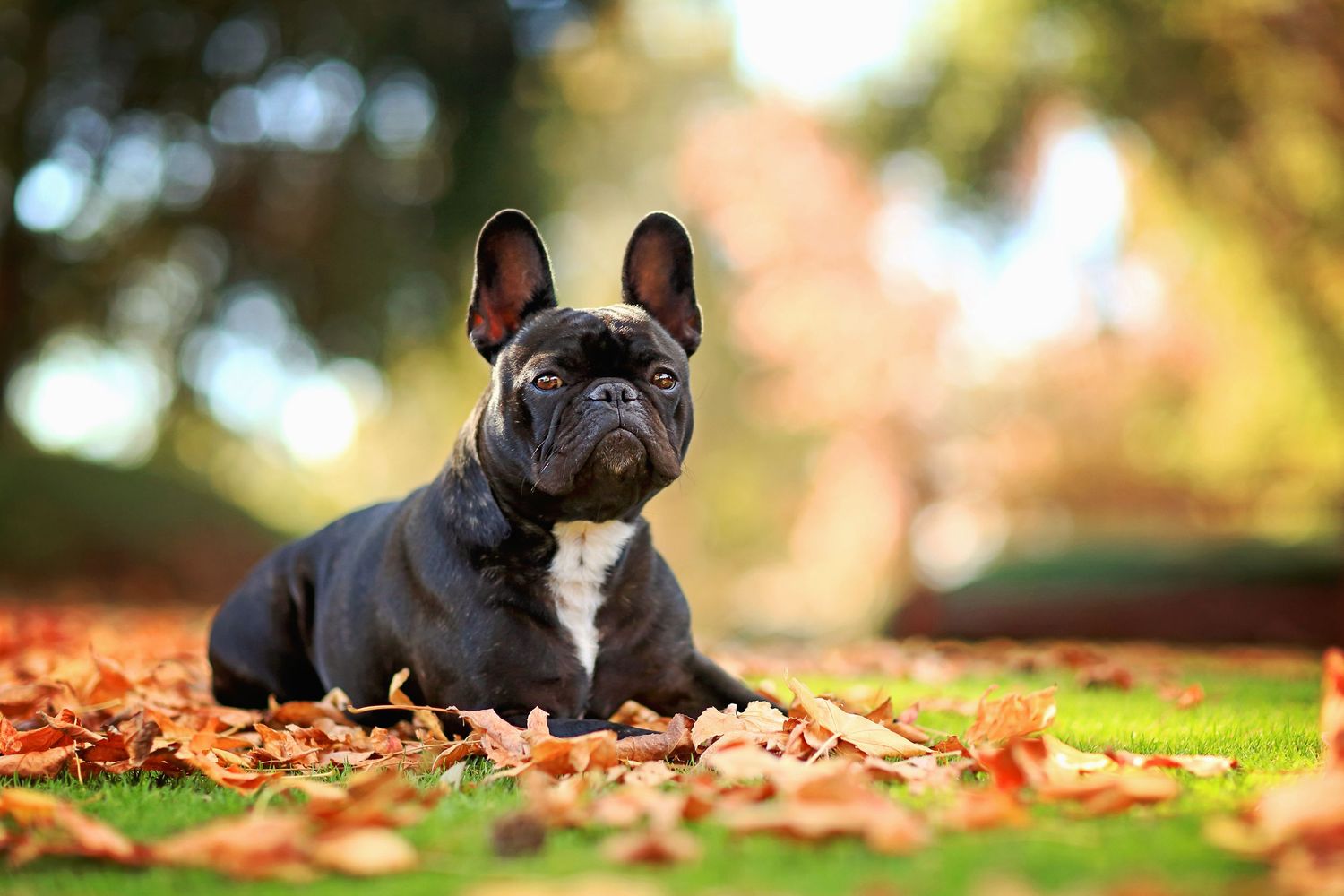 French Bulldog amongst Autumn leaves in a Perth park in Canning Vale