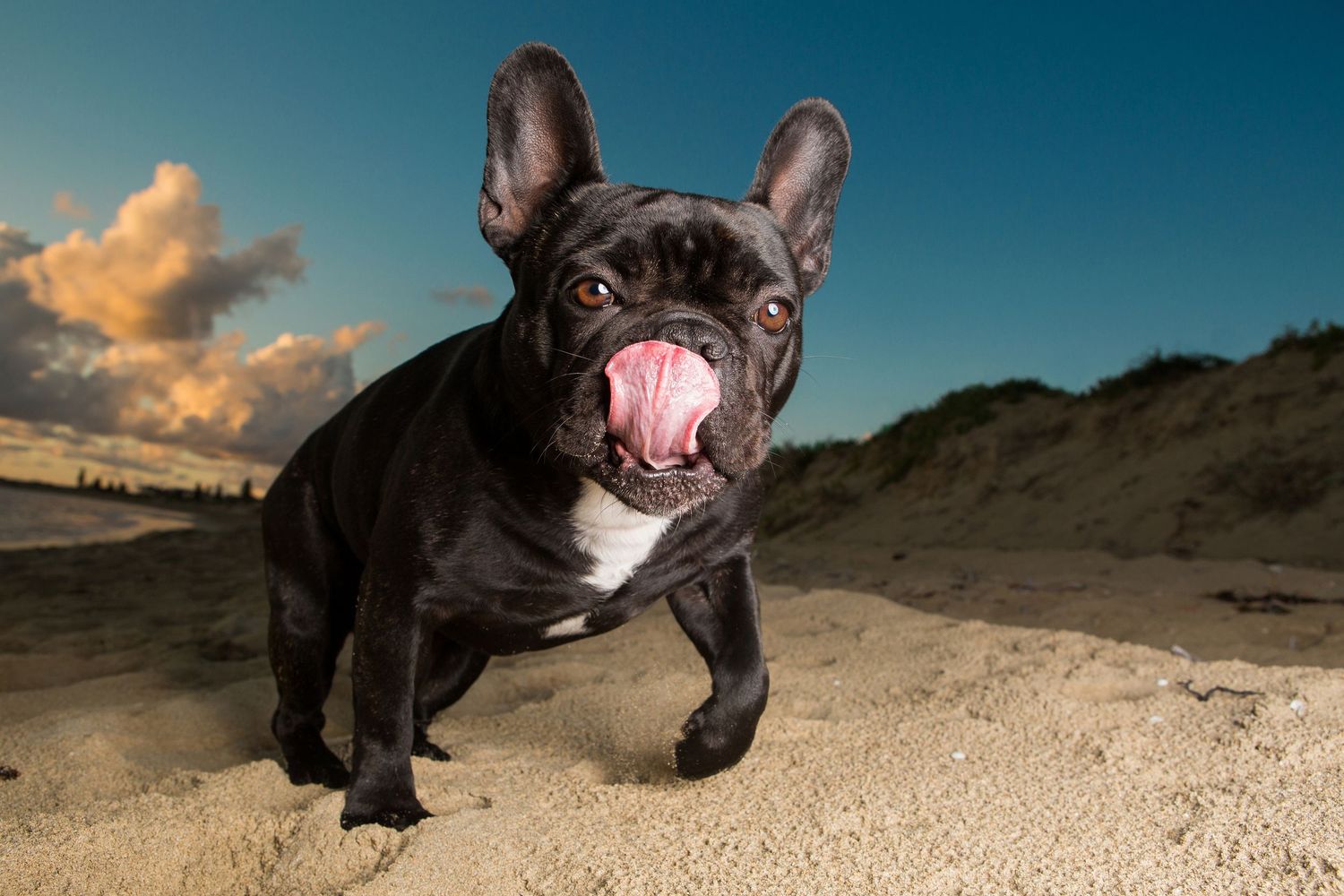 French Bulldog strolling along the beach at sunset licking the peanut butter off his face during a pet photography session