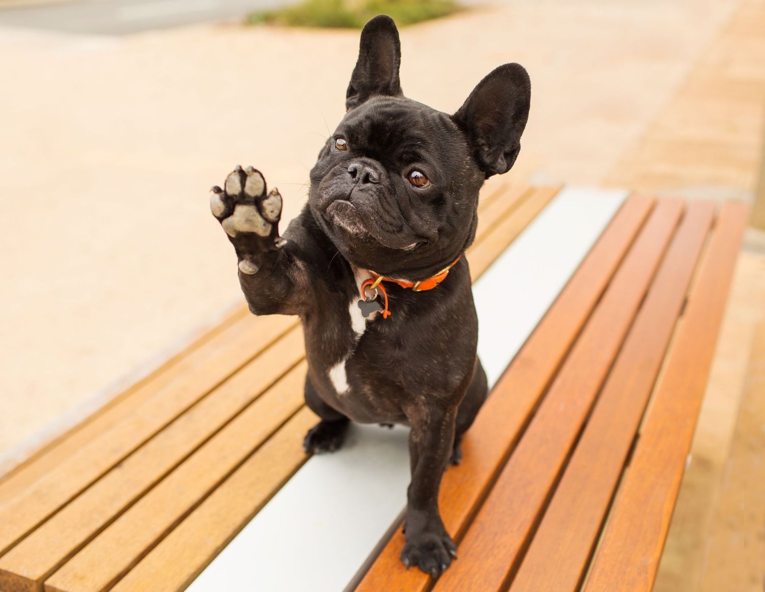 French Bulldog giving a high five in a Perth park