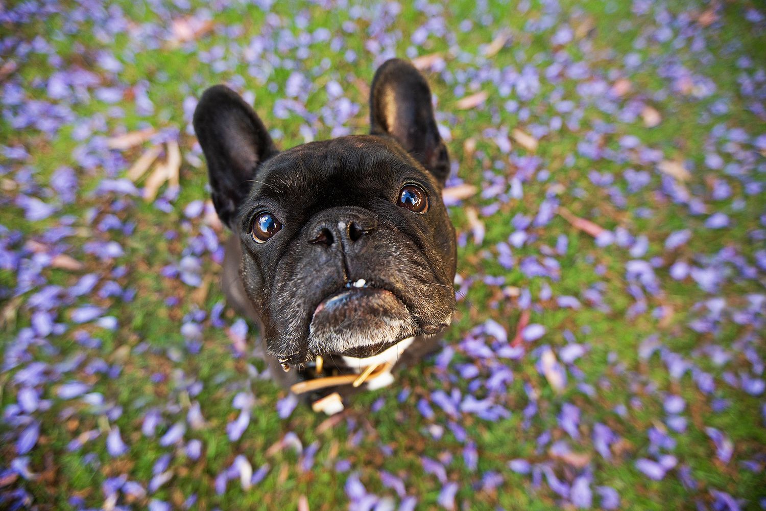 French Bulldog showing off his cheeky tooth in a Perth park with Jacaranda leaves