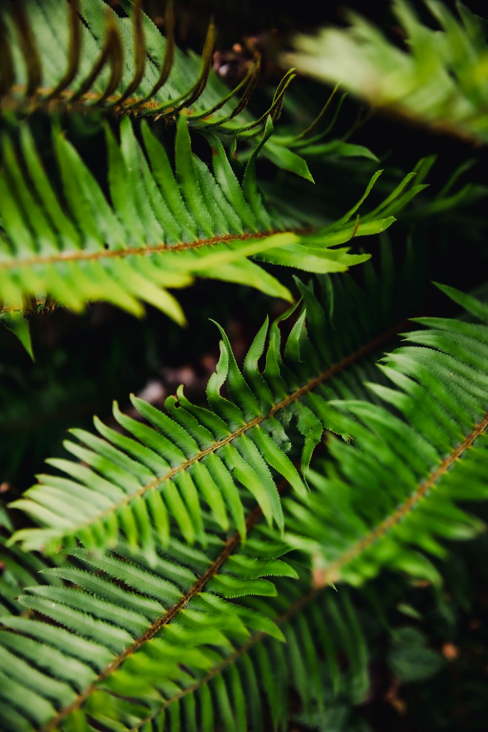 bold green ferns from a dark forest floor