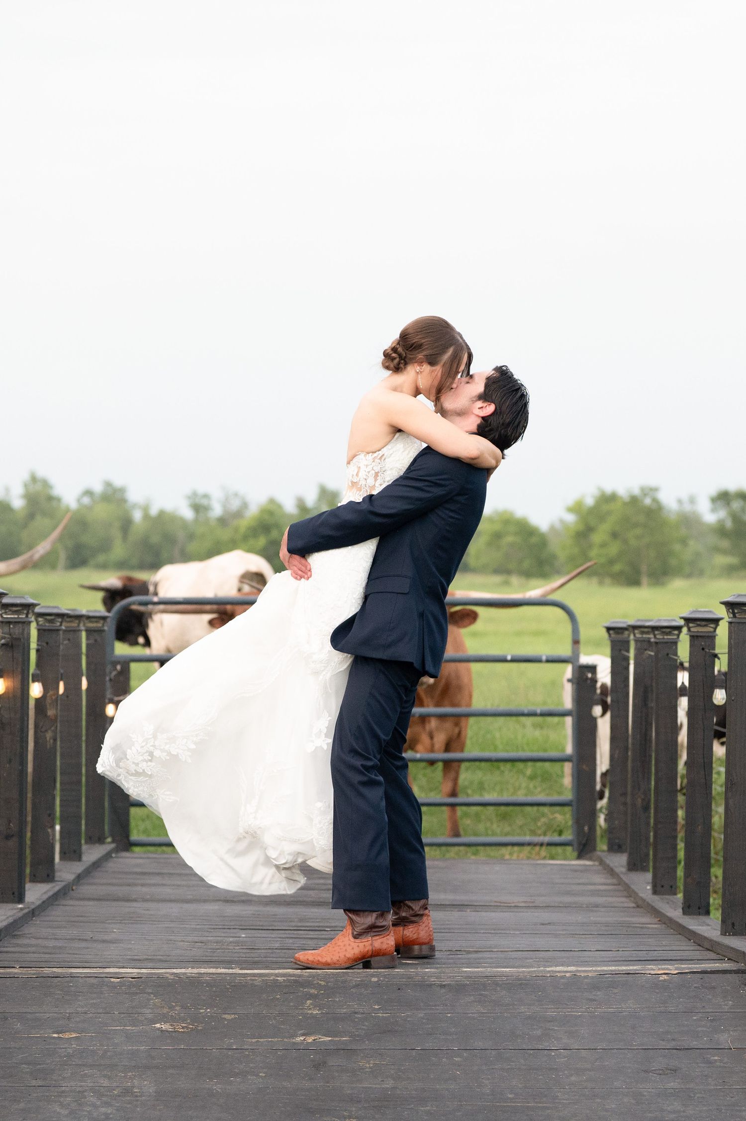 Groom lifts bride in white dress on rustic bridge, sharing a kiss with longhorn cattle grazing in background.