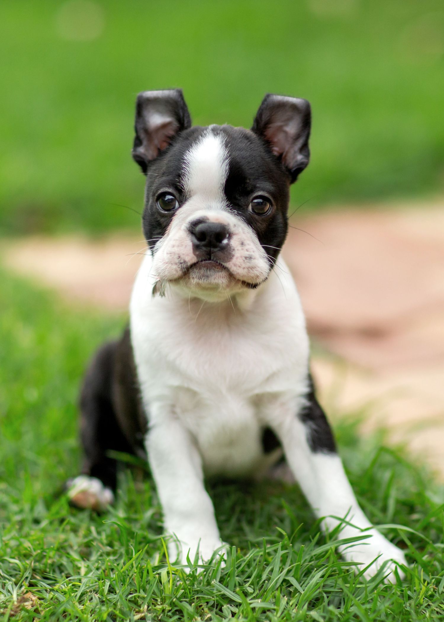 8 week old boston terrier puppy with floppy ears amongst vibrant green grass