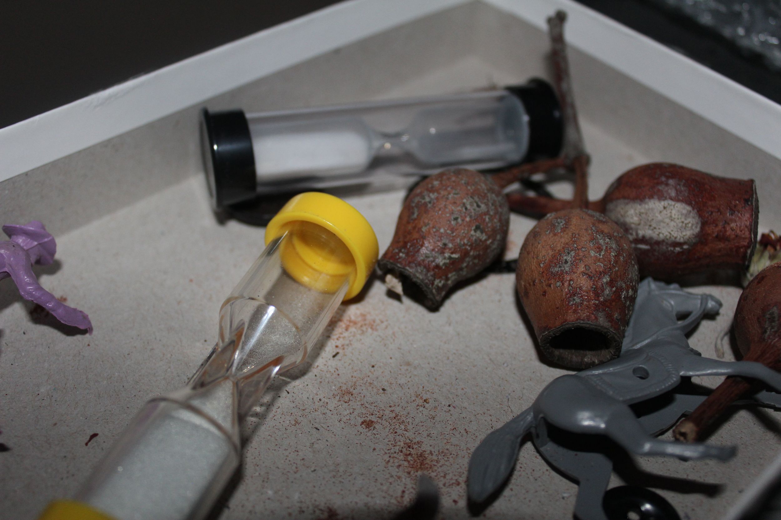 Small brown seed pods and laboratory vials arranged in a white tray.