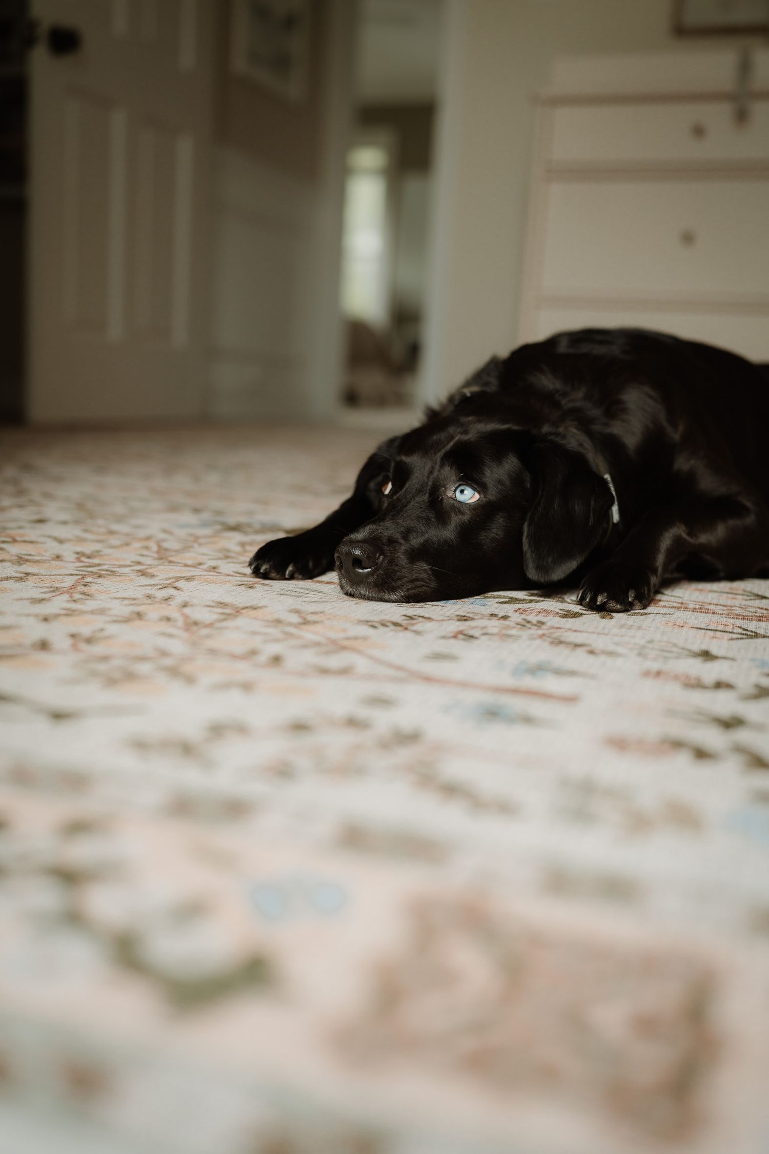 Black Labrador puppy lying on a floral carpet indoors, looking up with soulful eyes in a cozy home setting.