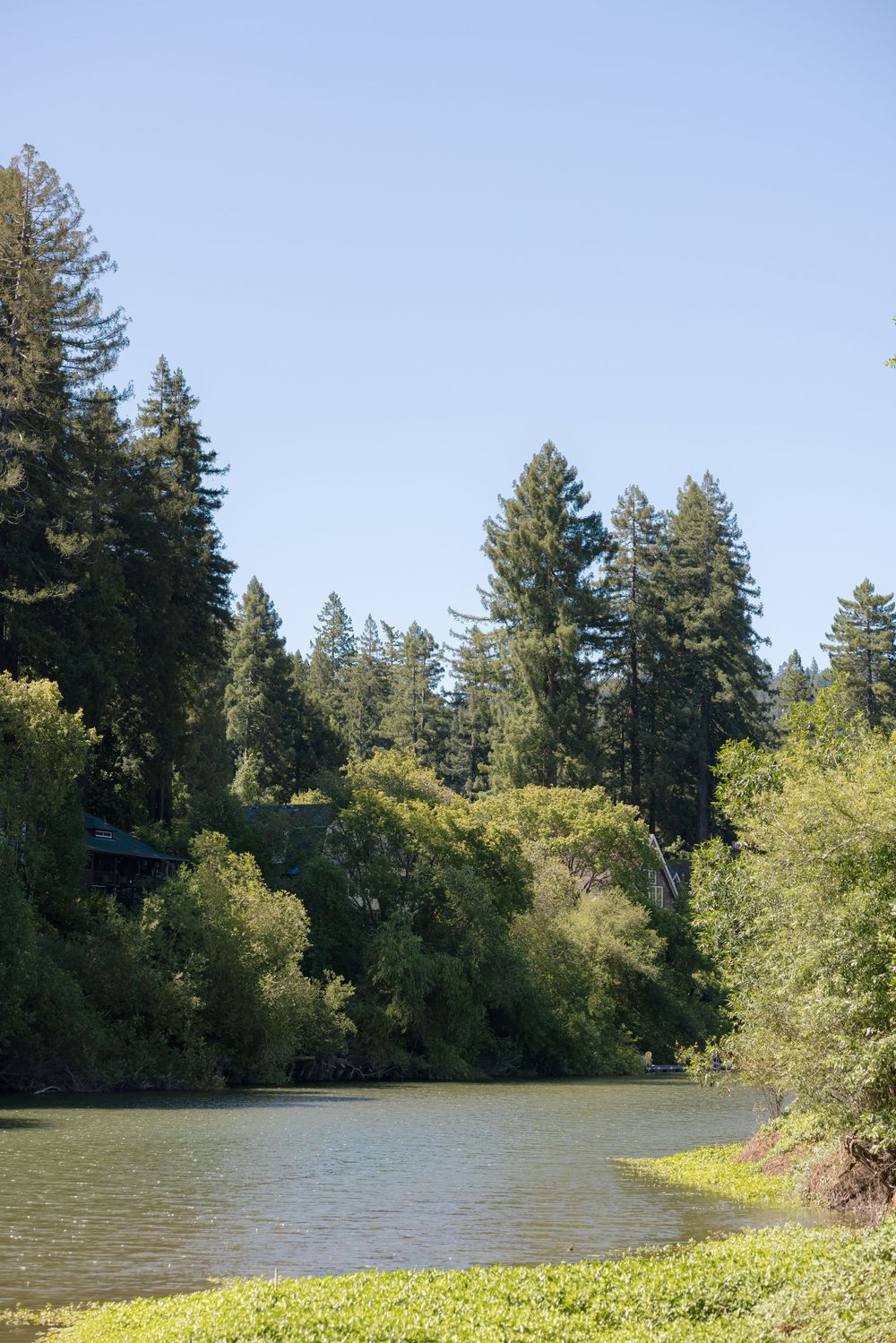 Serene river surrounded by tall evergreen trees under a clear blue sky in nature.