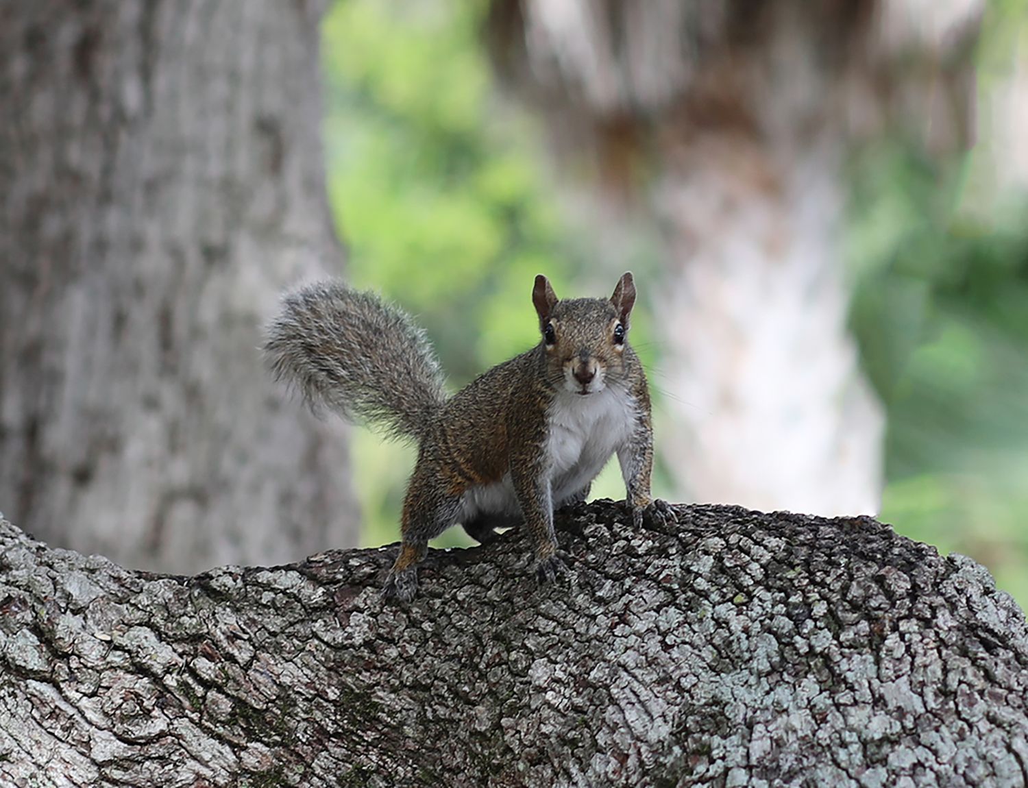 A gray squirrel perched on a large tree trunk in a wooded park, looking alert with its bushy tail raised.