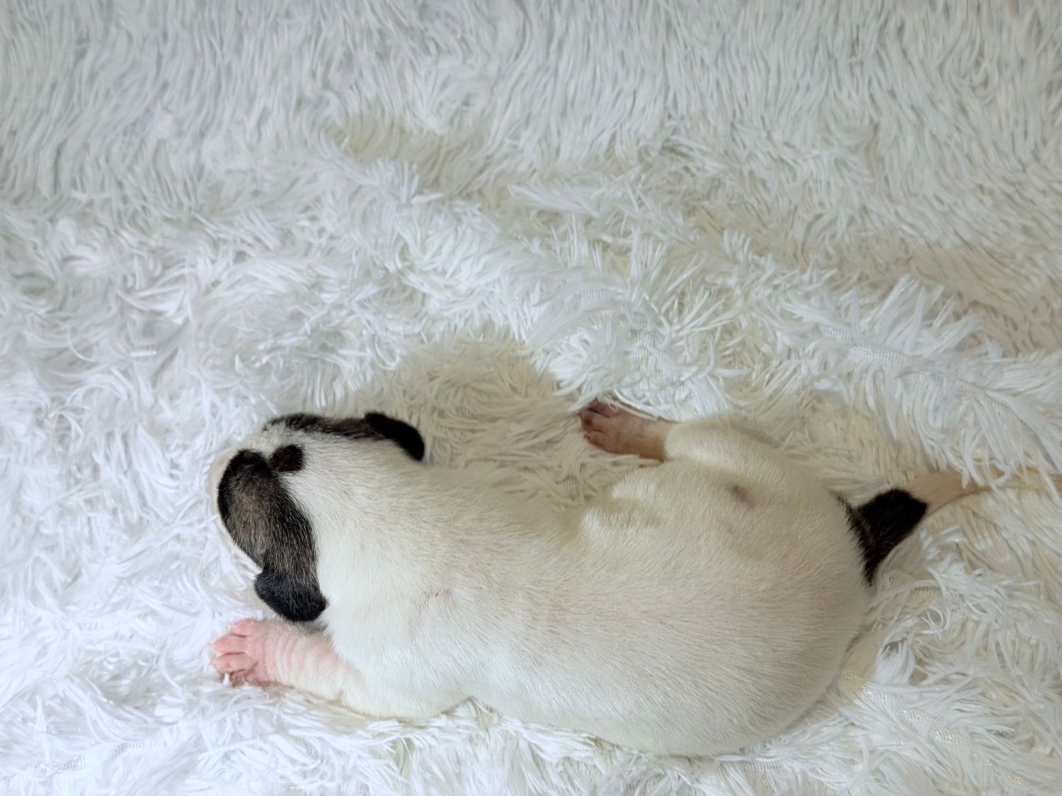 Tiny white pug puppy sleeping peacefully on a fluffy white shag carpet.