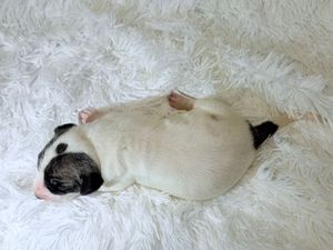 A tiny pug puppy sleeping peacefully on a fluffy white carpet, lying on its back with paws up.