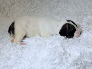 Newborn black and white puppy sleeping peacefully on a fluffy white blanket.
