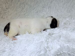 Newborn baby guinea pig with black and white markings sleeping peacefully on a soft white fluffy blanket.