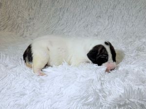 Newborn black and white puppy sleeping peacefully on a fluffy white blanket.