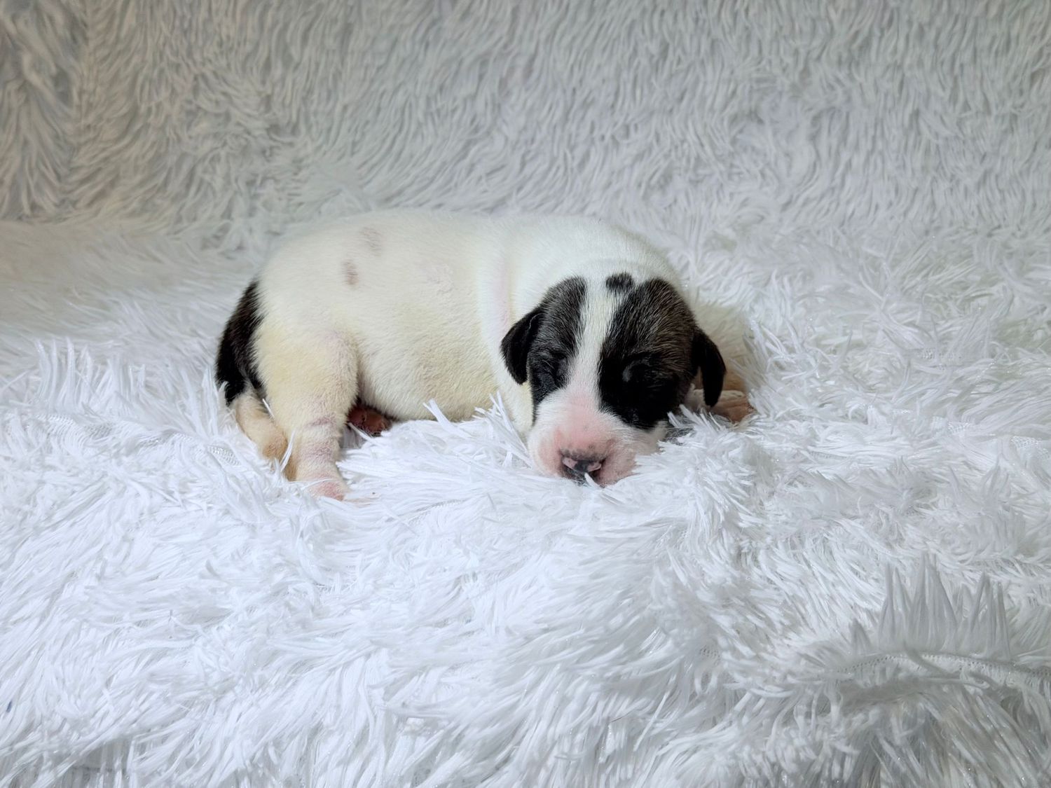 Newborn black and white puppy sleeping peacefully on a fluffy white blanket.