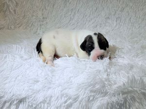 Newborn black and white puppy sleeping peacefully on a fluffy white blanket.