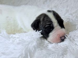 A tiny newborn black and white puppy sleeping peacefully on a soft white fluffy blanket.