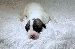 Newborn white and brown puppy resting on a fluffy white blanket, eyes still closed.