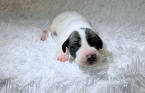 Newborn black and white puppy lying on a fluffy white blanket with eyes still closed.
