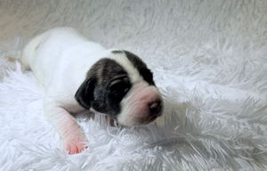 A tiny newborn black and white puppy sleeping peacefully on a soft white fluffy blanket.