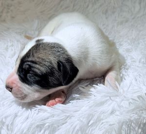 Newborn puppy with black and white markings sleeping peacefully on a fluffy white fur blanket.