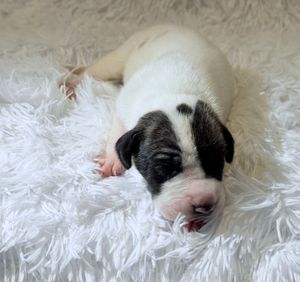 Newborn black and white puppy sleeping peacefully on a fluffy white rug.