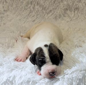 Newborn puppy with black and white markings sleeping peacefully on a soft white fluffy blanket.