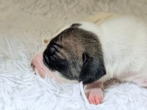 Newborn puppy with black and white markings sleeping peacefully on a soft white fluffy blanket.