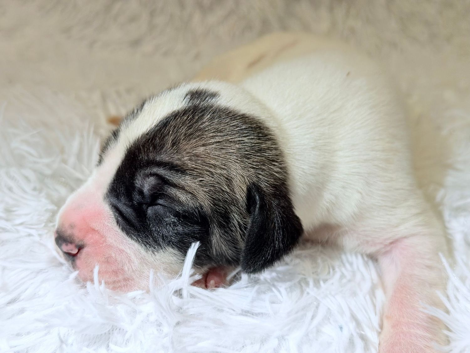 Newborn puppy sleeping peacefully on a white fluffy blanket, with black and white markings on its tiny face.