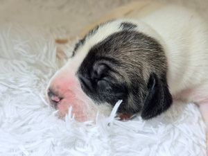 Newborn puppy with black and white markings sleeping peacefully on a soft white fluffy blanket.