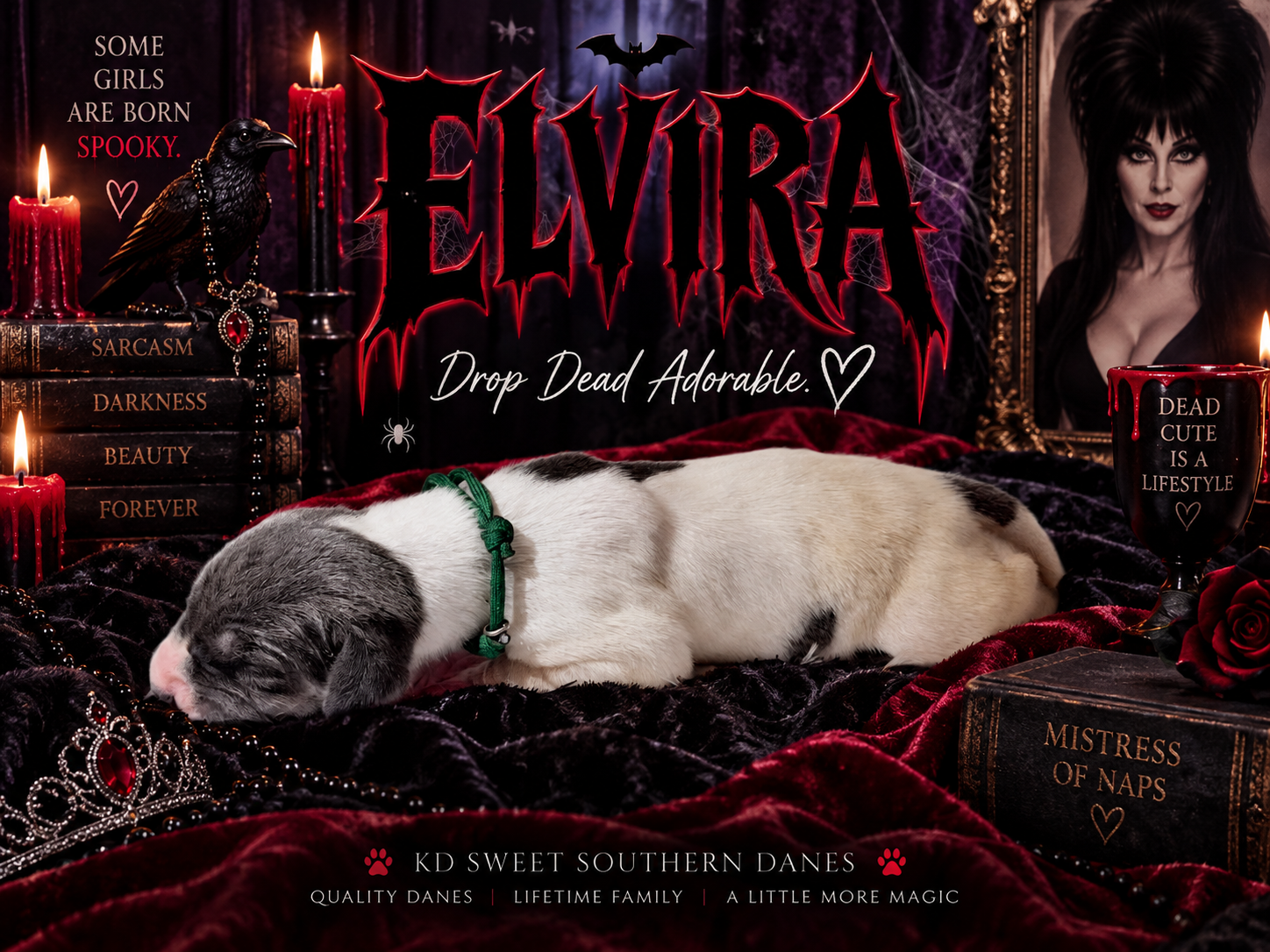 A Great Dane puppy sleeps beside Elvira gothic-themed decor with candles, roses, and spooky books at KD Sweet Southern Danes.