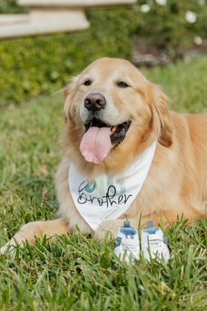 Golden Retriever wearing a Brother bandana lying on grass with baby shoes, announcing a pregnancy.