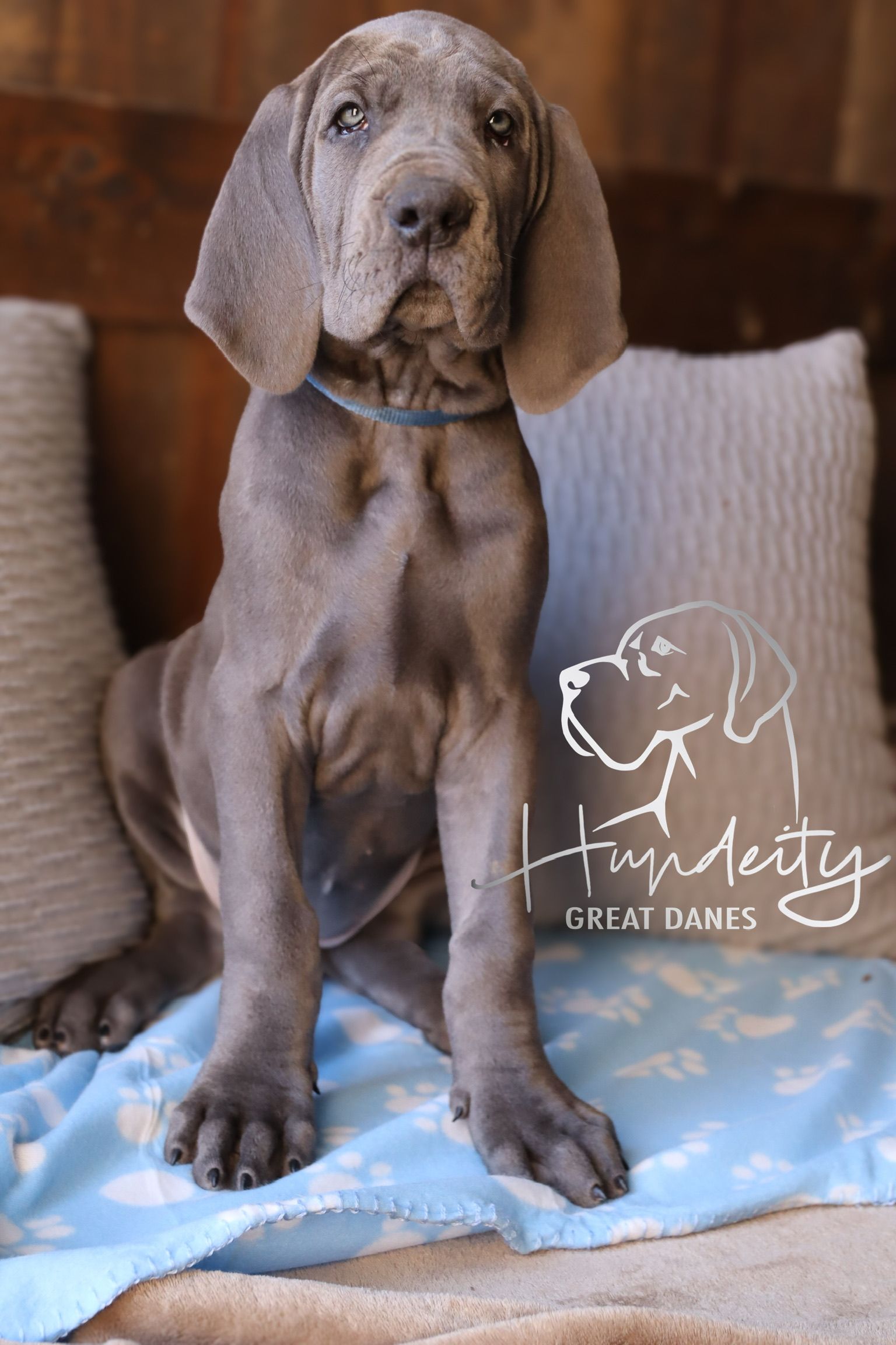 A blue Great Dane puppy sits upright on a light blue blanket with pillows, wearing a teal collar, from Hurdeity Great Danes.