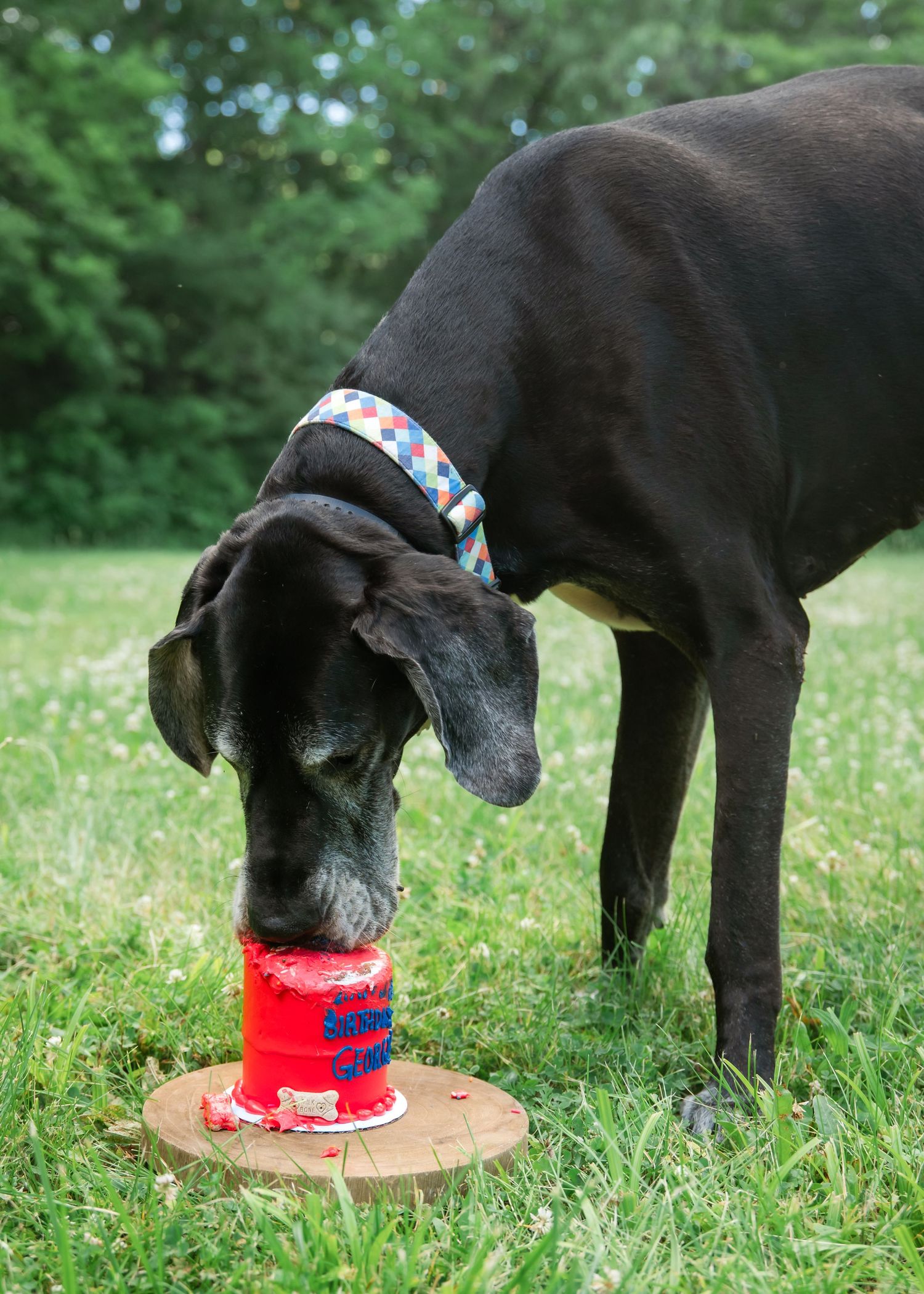 A black Great Dane runs playfully across a green grassy field with its mouth open and ears flapping.