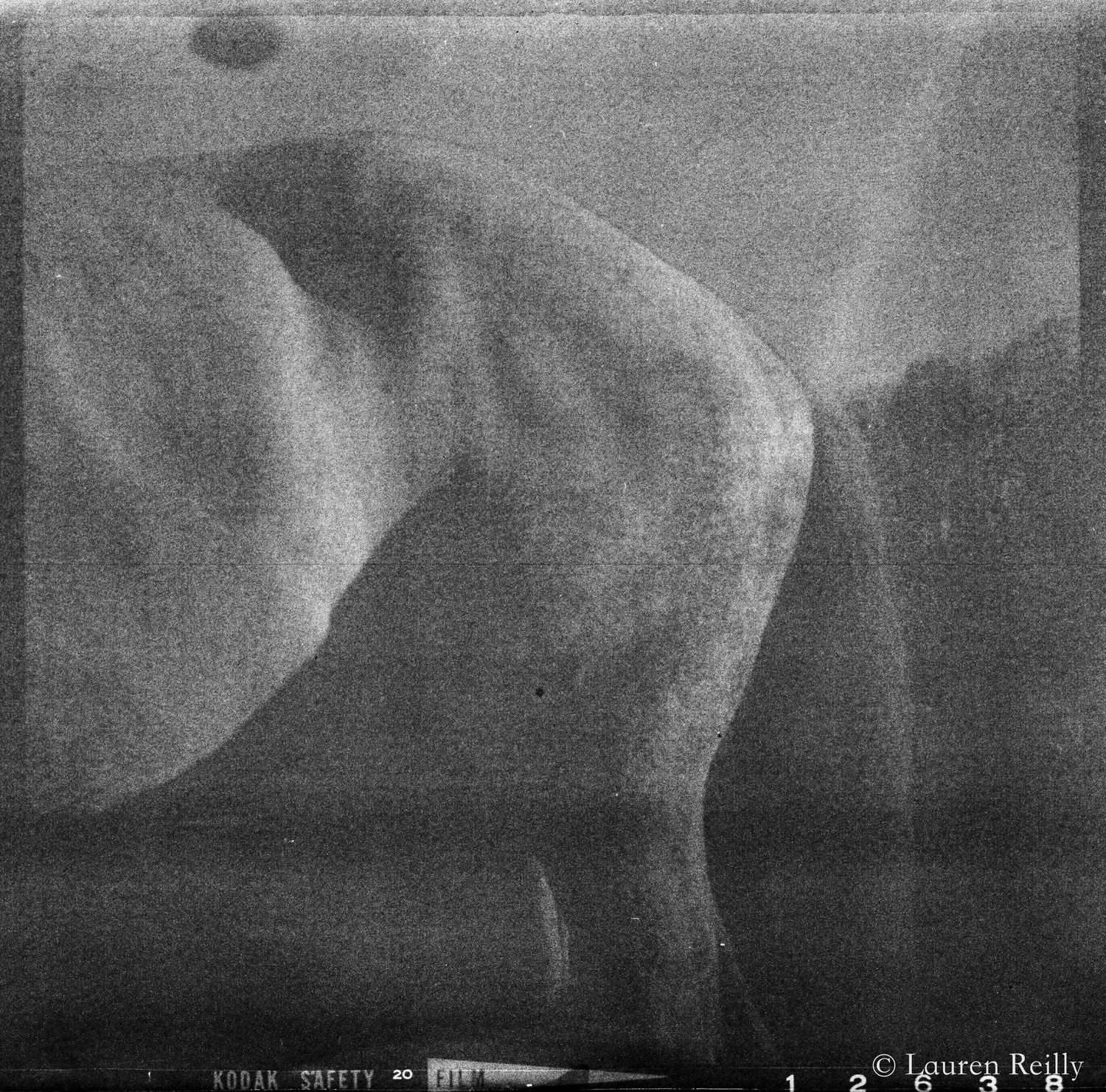 Rear of a horse. Expired film from 1968 shot with Kodak Brownie Reflex