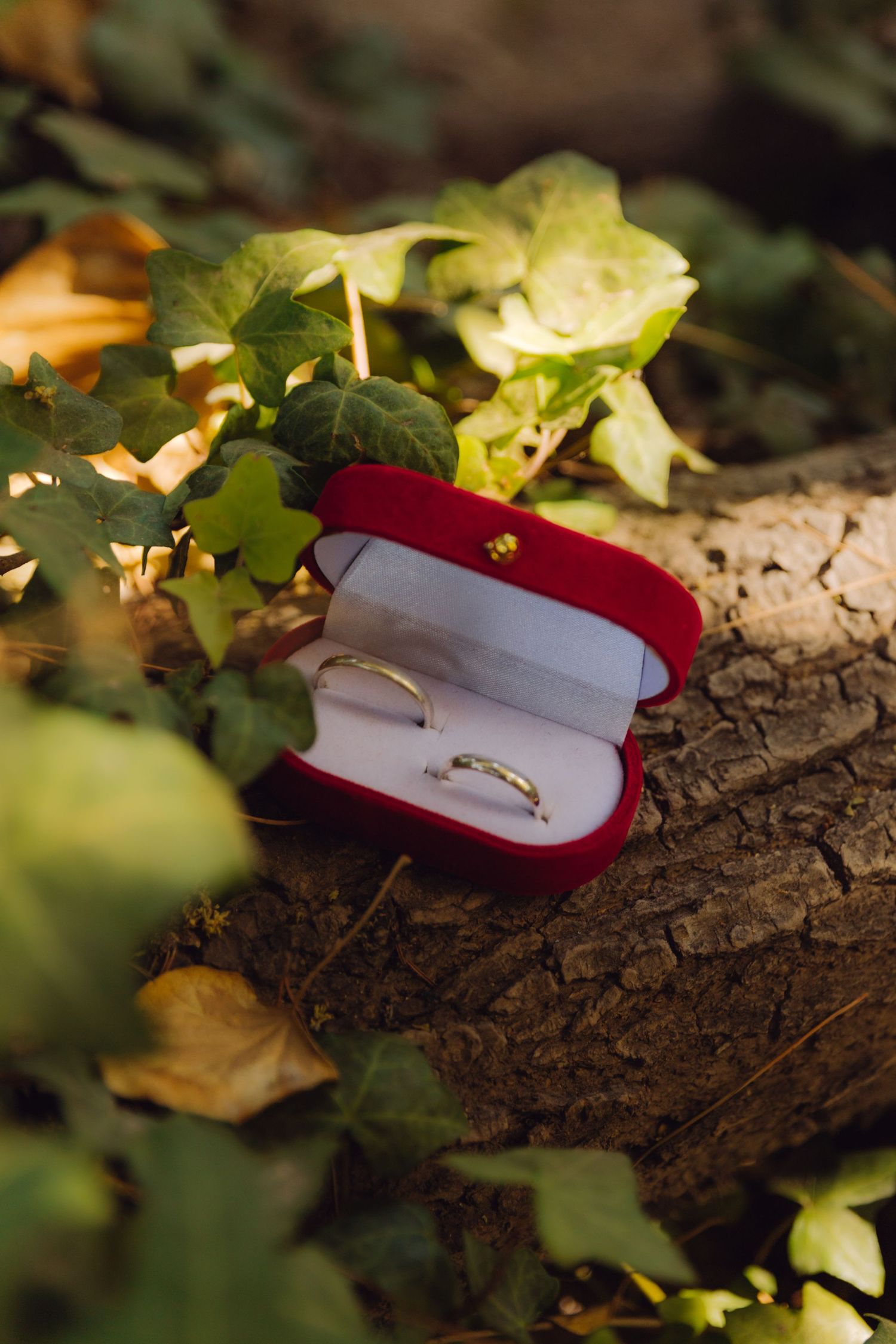 Two wedding bands in a red velvet ring box resting on a log surrounded by green ivy leaves.